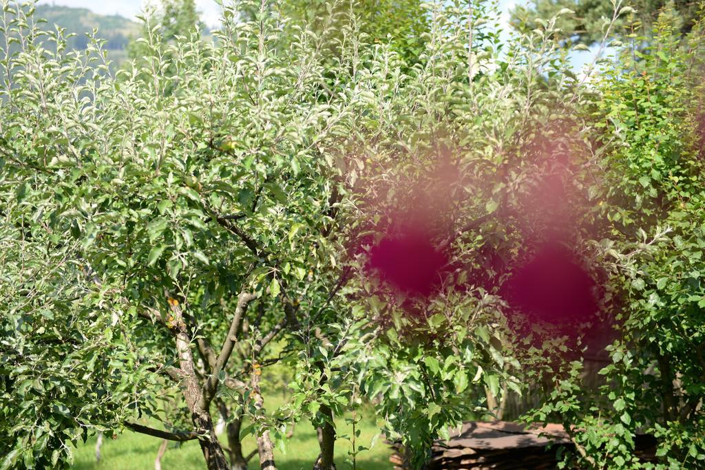 Pensiunea Flori De Camp Vatra Dornei Exteriér fotografie